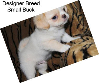 Designer Breed Small Buck