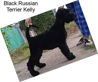 Black Russian Terrier Kelly