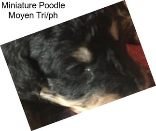 Miniature Poodle Moyen Tri/ph