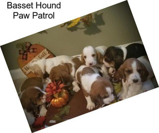 Basset Hound Paw Patrol