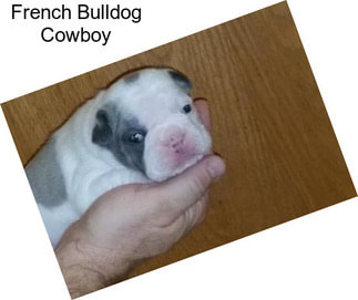 French Bulldog Cowboy