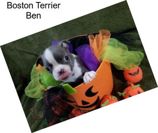 Boston Terrier Ben