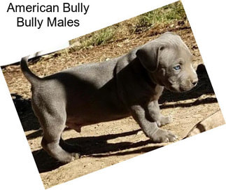 American Bully Bully Males