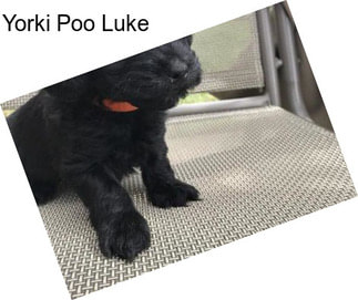 Yorki Poo Luke