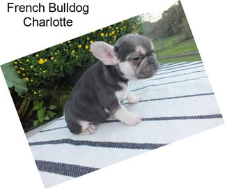 French Bulldog Charlotte
