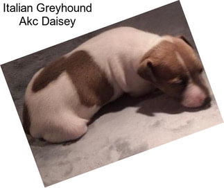 Italian Greyhound Akc Daisey