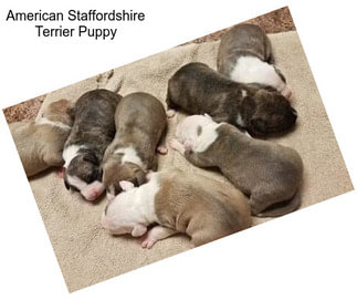 American Staffordshire Terrier Puppy