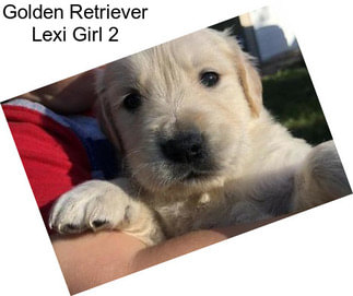 Golden Retriever Lexi Girl 2