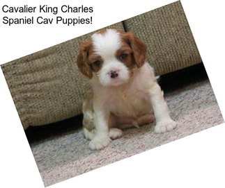 Cavalier King Charles Spaniel Cav Puppies!