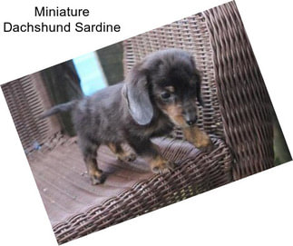 Miniature Dachshund Sardine