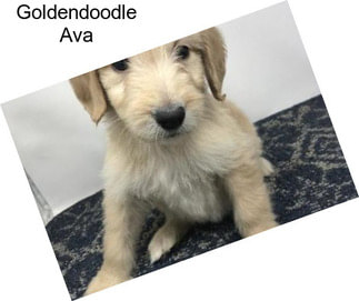 Goldendoodle Ava