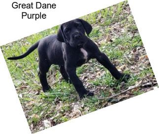 Great Dane Purple