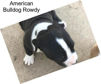 American Bulldog Rowdy