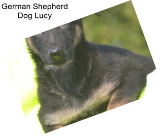 German Shepherd Dog Lucy