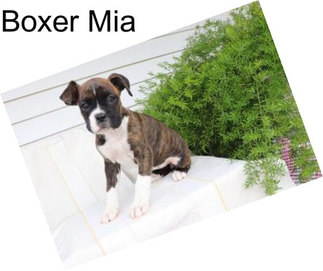 Boxer Mia