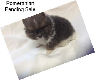 Pomeranian Pending Sale