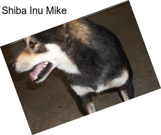 Shiba Inu Mike