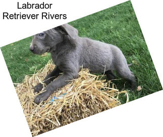 Labrador Retriever Rivers