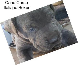 Cane Corso Italiano Boxer