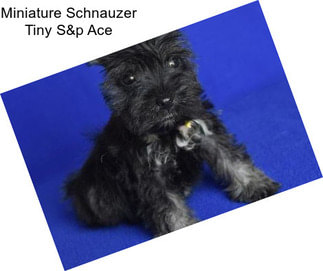 Miniature Schnauzer Tiny S&p Ace