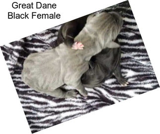 Great Dane Black Female