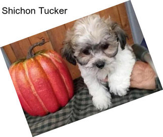 Shichon Tucker