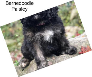 Bernedoodle Paisley