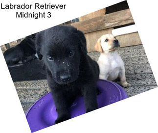 Labrador Retriever Midnight 3