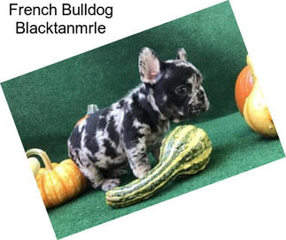 French Bulldog Blacktanmrle