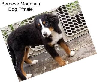 Bernese Mountain Dog Ffmale