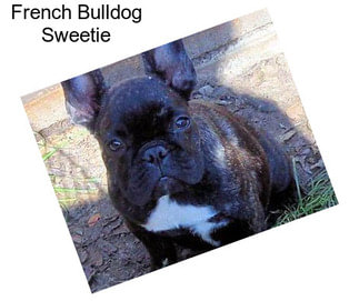 French Bulldog Sweetie