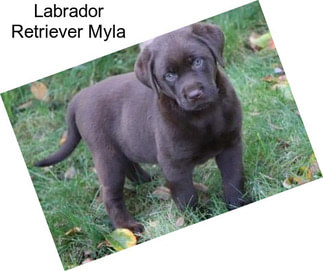 Labrador Retriever Myla