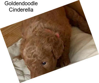 Goldendoodle Cinderella