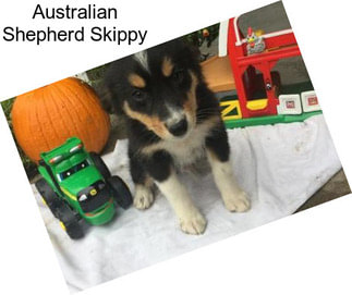 Australian Shepherd Skippy