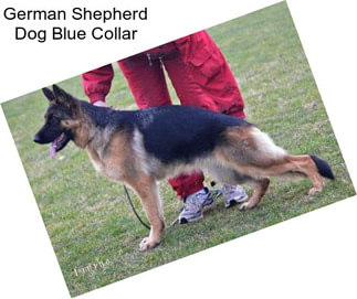 German Shepherd Dog Blue Collar