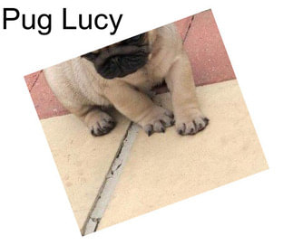 Pug Lucy