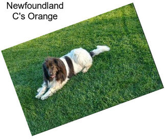 Newfoundland C\'s Orange