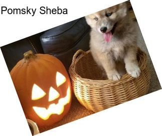 Pomsky Sheba