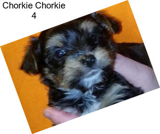 Chorkie Chorkie 4