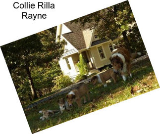 Collie Rilla Rayne