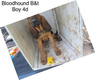 Bloodhound B&t Boy 4d