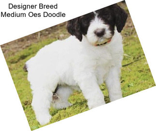 Designer Breed Medium Oes Doodle