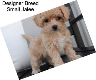 Designer Breed Small Jalee