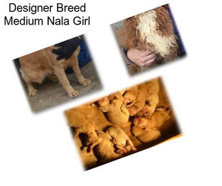 Designer Breed Medium Nala Girl