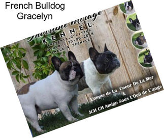French Bulldog Gracelyn