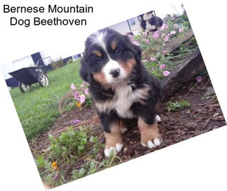 Bernese Mountain Dog Beethoven