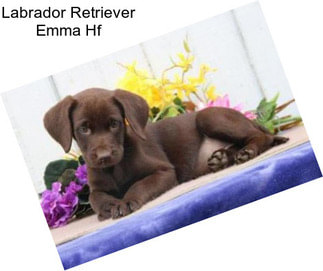 Labrador Retriever Emma Hf