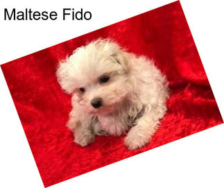 Maltese Fido