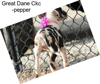 Great Dane Ckc -pepper