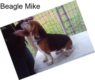 Beagle Mike